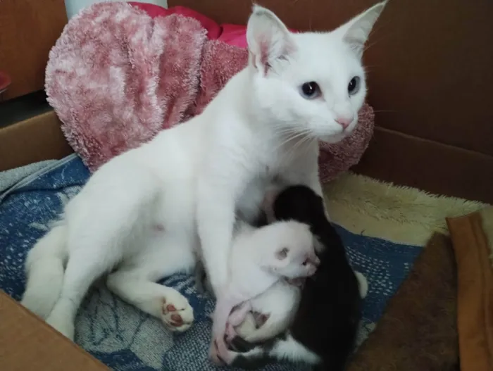 Gato raça SRD idade Abaixo de 2 meses nome Mick