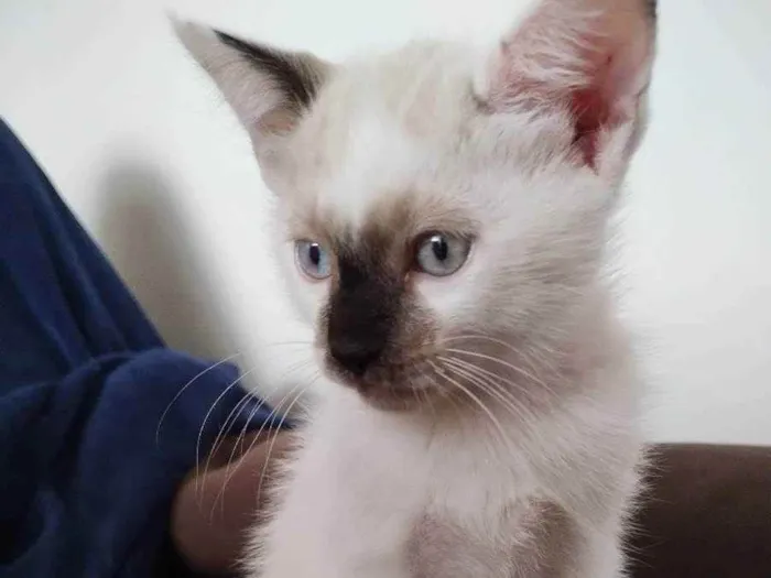 Gato raça SRD idade Abaixo de 2 meses nome Mick