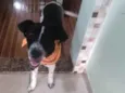 Zeca