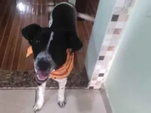 Cachorro raça sem raça definida idade 7 a 11 meses nome Zeca