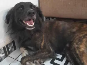 Cachorro raça Vira lata  idade 7 a 11 meses nome Tolby