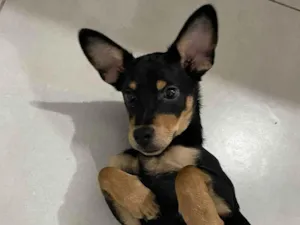 Cachorro raça Vira Lata idade 2 a 6 meses nome Chocolate