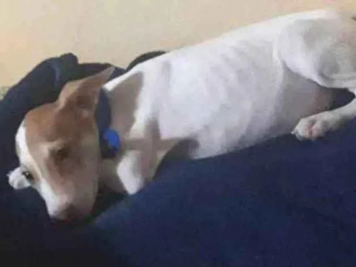 Cachorro ra a Vira lata idade 2 a 6 meses nome Príncipe 