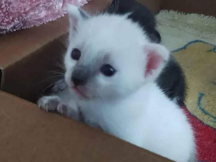Gato raça SRD idade Abaixo de 2 meses nome Mick