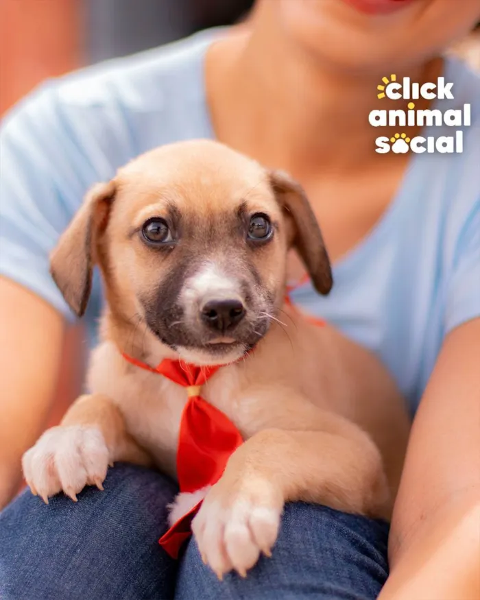 Cachorro ra a SRD (SEM RAÇA DEFINIDA) idade 2 a 6 meses nome PETER