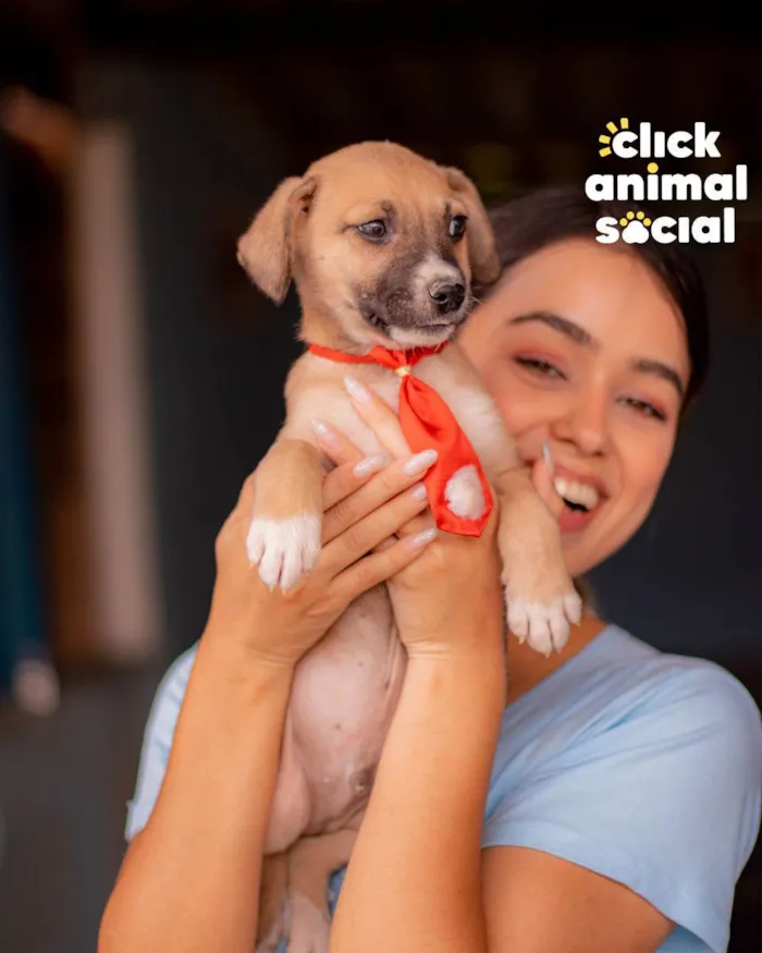 Cachorro ra a SRD (SEM RAÇA DEFINIDA) idade 2 a 6 meses nome PETER