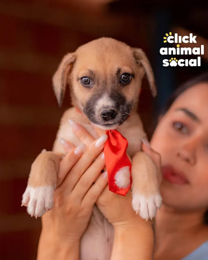 Cachorro ra a SRD (SEM RAÇA DEFINIDA) idade 2 a 6 meses nome PETER