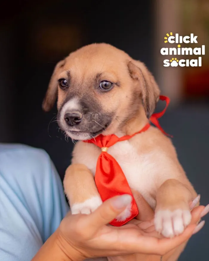 Cachorro ra a SRD (SEM RAÇA DEFINIDA) idade 2 a 6 meses nome PETER