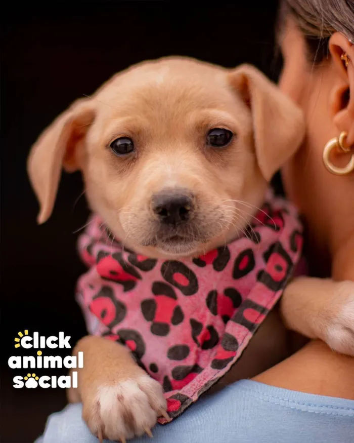 Cachorro ra a SRD (SEM RAÇA DEFINIDA) idade 2 a 6 meses nome PENELOPE