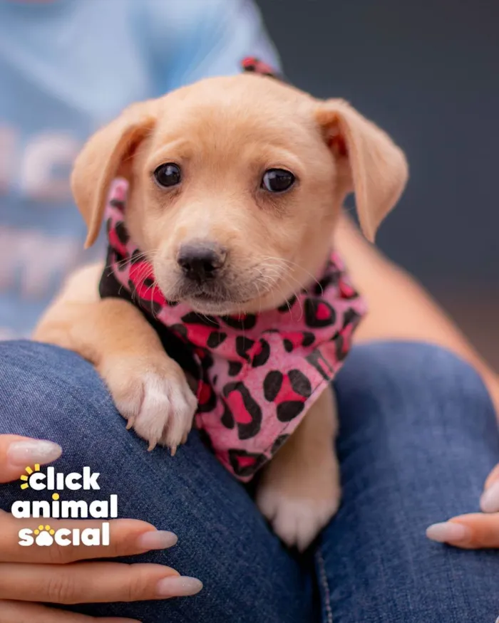 Cachorro ra a SRD (SEM RAÇA DEFINIDA) idade 2 a 6 meses nome PENELOPE