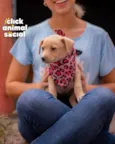 PENELOPE