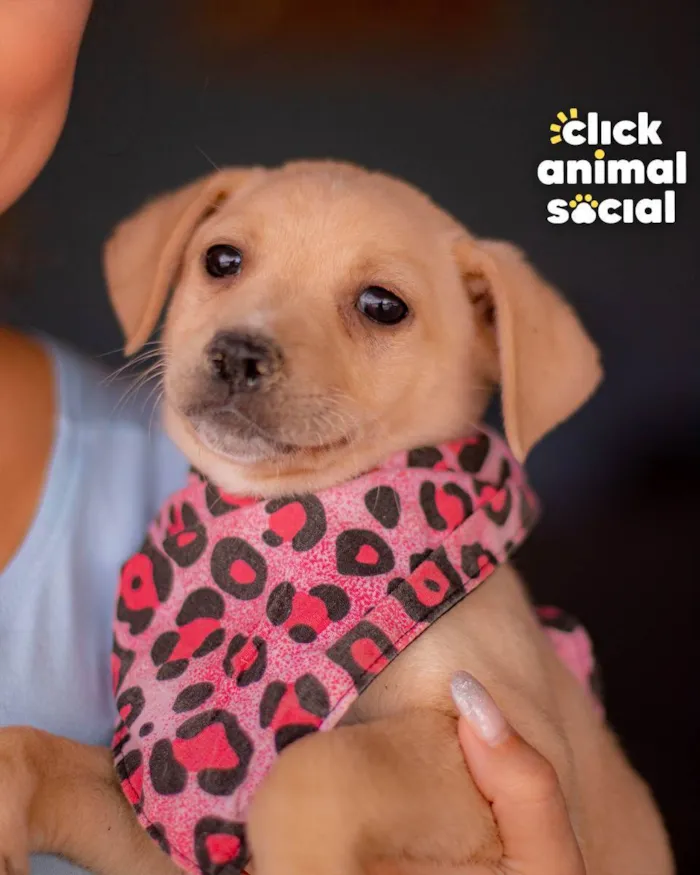 Cachorro ra a SRD (SEM RAÇA DEFINIDA) idade 2 a 6 meses nome PENELOPE