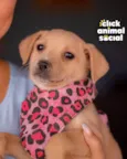 PENELOPE
