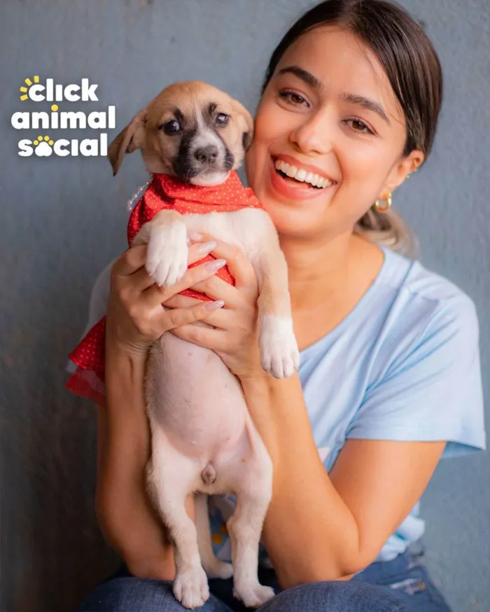 Cachorro ra a SRD (SEM RAÇA DEFINIDA) idade 2 a 6 meses nome PEROLA