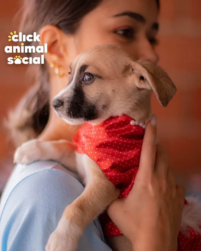 Cachorro ra a SRD (SEM RAÇA DEFINIDA) idade 2 a 6 meses nome PEROLA