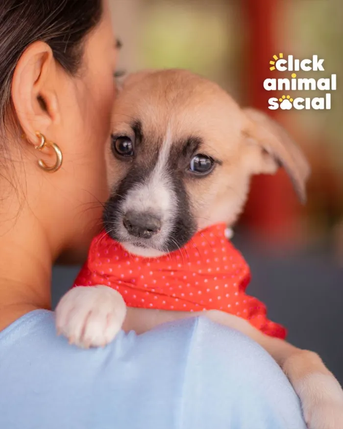 Cachorro ra a SRD (SEM RAÇA DEFINIDA) idade 2 a 6 meses nome PEROLA