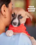 PEROLA