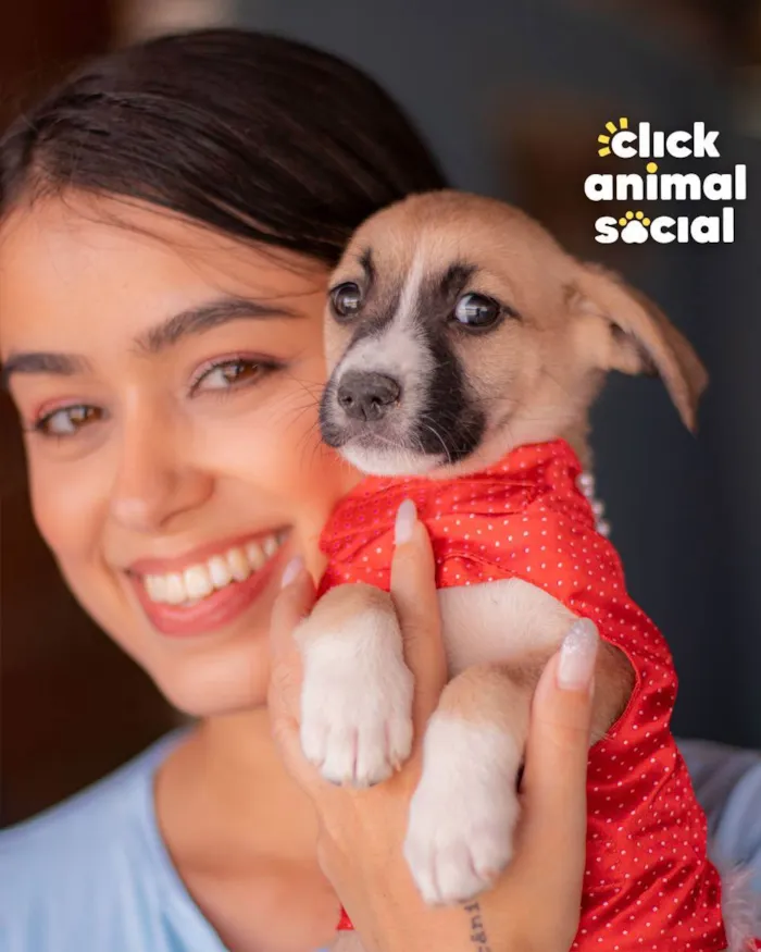 Cachorro ra a SRD (SEM RAÇA DEFINIDA) idade 2 a 6 meses nome PEROLA