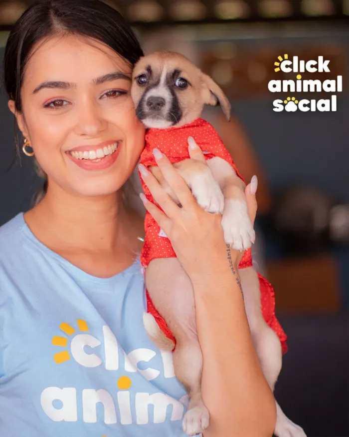 Cachorro ra a SRD (SEM RAÇA DEFINIDA) idade 2 a 6 meses nome PEROLA