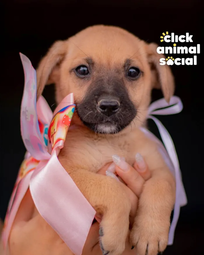 Cachorro ra a SRD (SEM RAÇA DEFINIDA) idade 2 a 6 meses nome PRINCESA