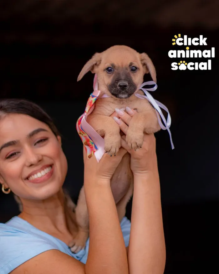 Cachorro ra a SRD (SEM RAÇA DEFINIDA) idade 2 a 6 meses nome PRINCESA