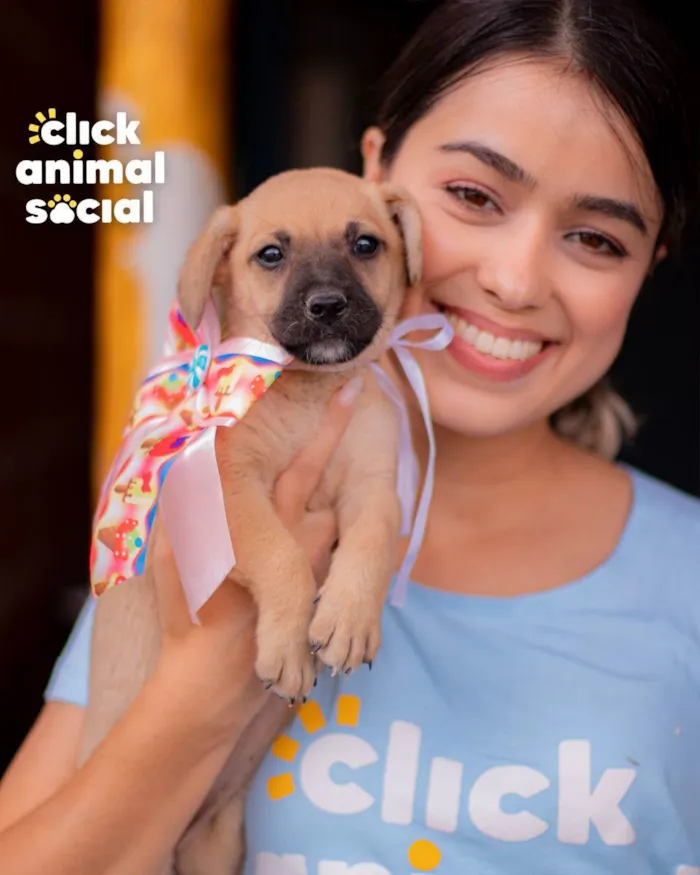 Cachorro ra a SRD (SEM RAÇA DEFINIDA) idade 2 a 6 meses nome PRINCESA
