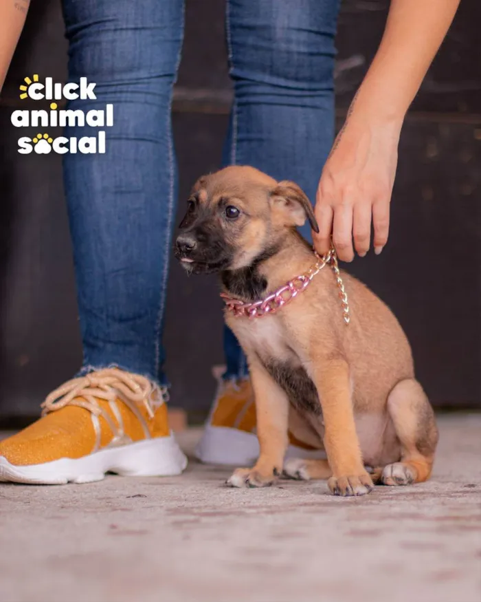 Cachorro ra a SRD (SEM RAÇA DEFINIDA) idade 2 a 6 meses nome PANDORA