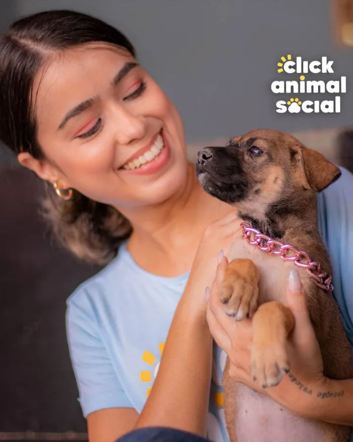 Cachorro ra a SRD (SEM RAÇA DEFINIDA) idade 2 a 6 meses nome PANDORA