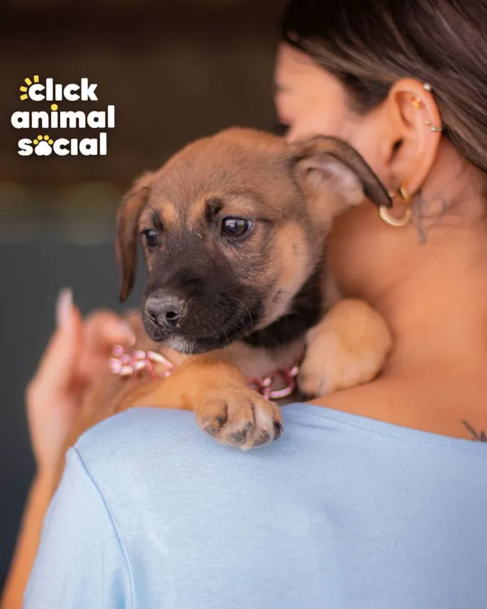 Cachorro ra a SRD (SEM RAÇA DEFINIDA) idade 2 a 6 meses nome PANDORA
