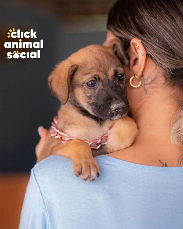 Cachorro ra a SRD (SEM RAÇA DEFINIDA) idade 2 a 6 meses nome PANDORA