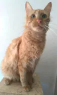 BEN
