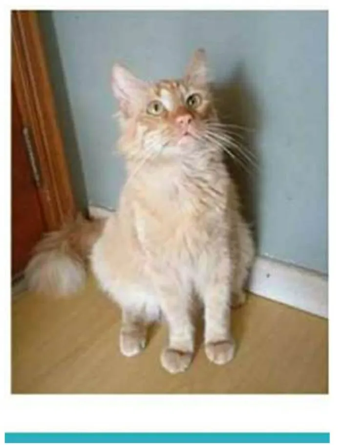 Gato ra a srd bicolor idade 1 ano nome BEN