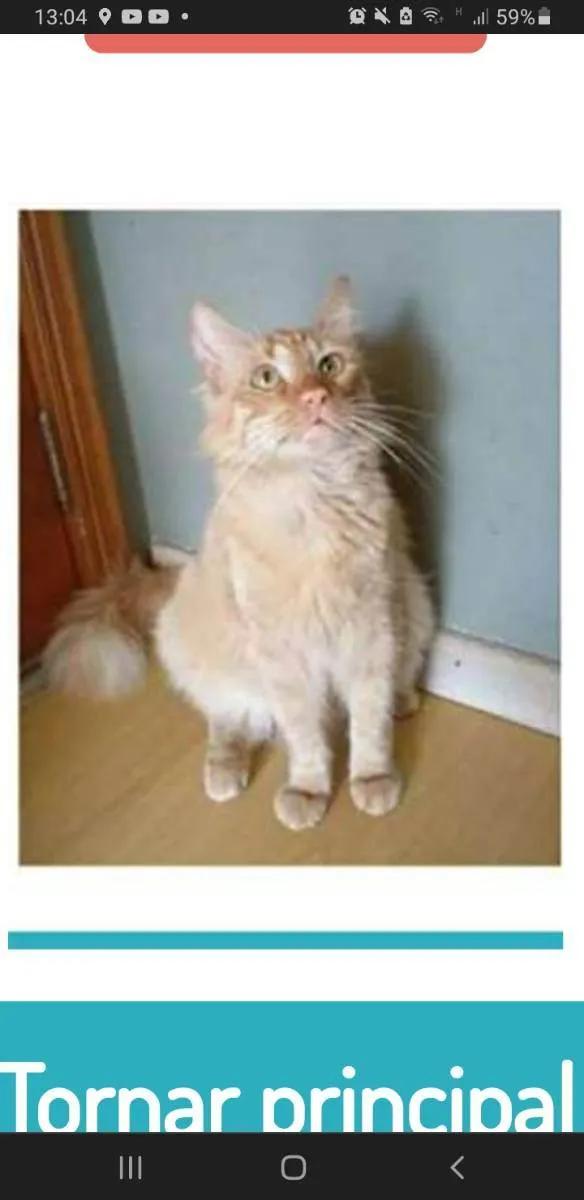 Gato ra a srd bicolor idade 1 ano nome BEN
