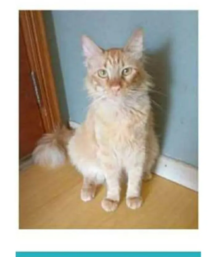 Gato ra a srd bicolor idade 1 ano nome BEN