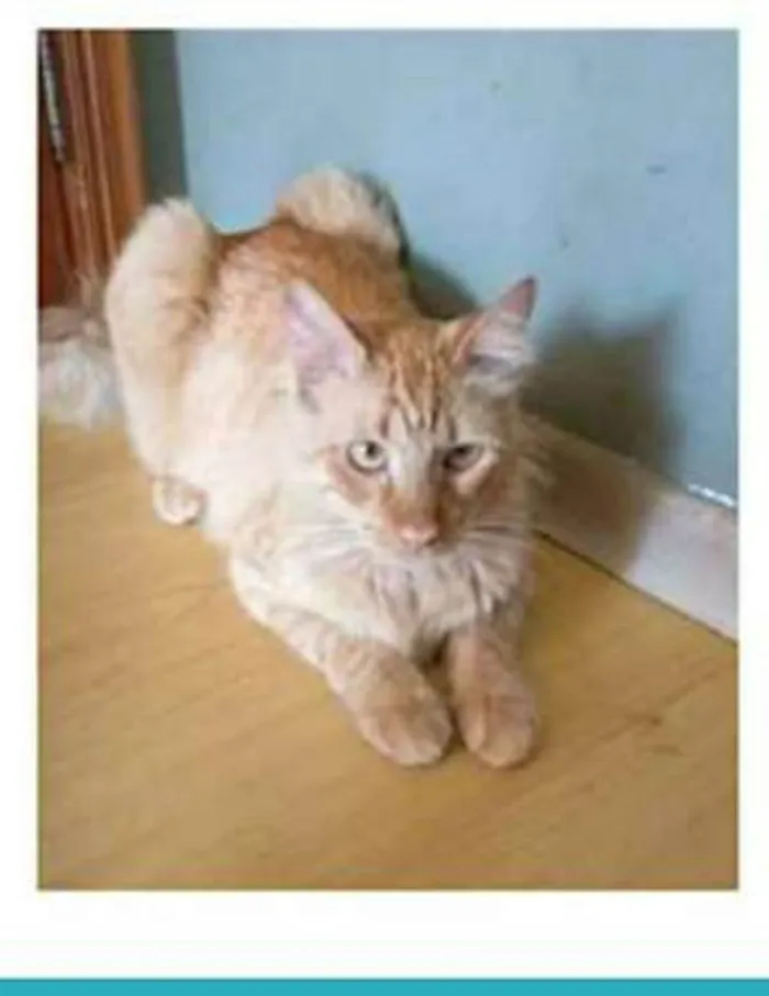 Gato ra a srd bicolor idade 1 ano nome BEN