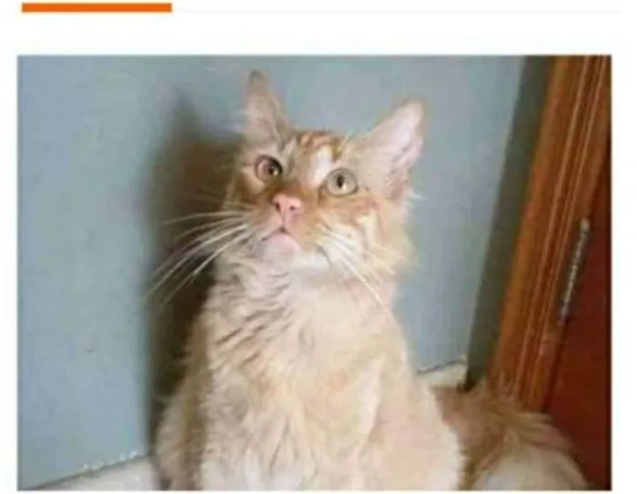 Gato ra a srd bicolor idade 1 ano nome BEN