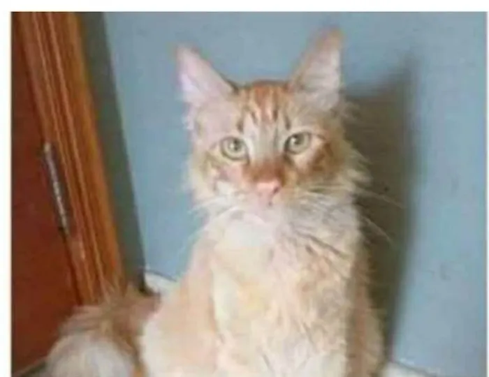 Gato ra a srd bicolor idade 1 ano nome BEN