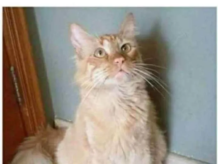 Gato ra a srd bicolor idade 1 ano nome BEN
