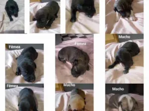 Cachorro raça SRD idade Abaixo de 2 meses nome Nenéns 