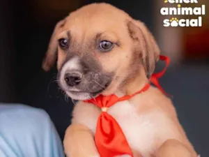 Cachorro raça SRD (SEM RAÇA DEFINIDA) idade 2 a 6 meses nome PETER