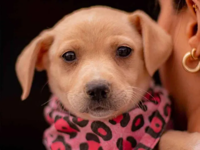 Cachorro ra a SRD (SEM RAÇA DEFINIDA) idade 2 a 6 meses nome PENELOPE