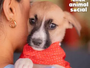 Cachorro raça SRD (SEM RAÇA DEFINIDA) idade 2 a 6 meses nome PEROLA