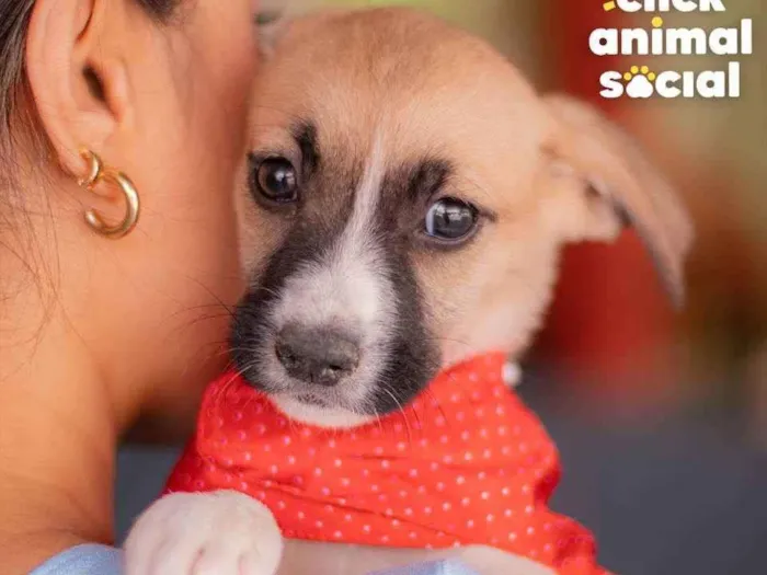 Cachorro ra a SRD (SEM RAÇA DEFINIDA) idade 2 a 6 meses nome PEROLA