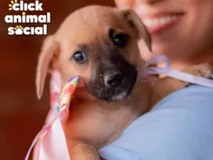 Cachorro raça SRD (SEM RAÇA DEFINIDA) idade 2 a 6 meses nome PRINCESA