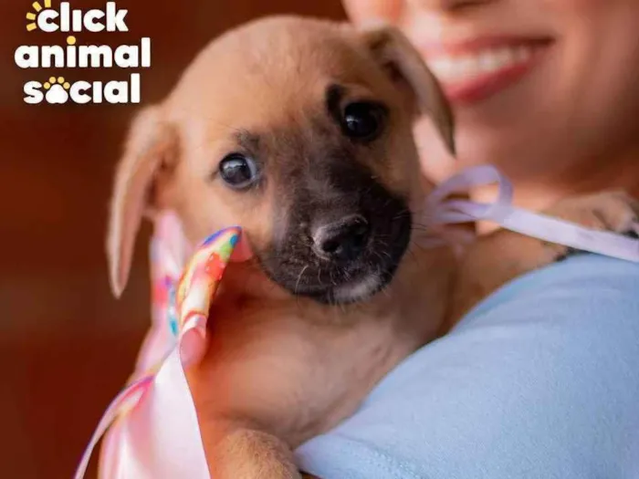 Cachorro ra a SRD (SEM RAÇA DEFINIDA) idade 2 a 6 meses nome PRINCESA
