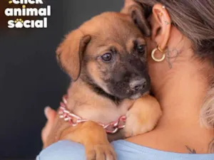 Cachorro raça SRD (SEM RAÇA DEFINIDA) idade 2 a 6 meses nome PANDORA