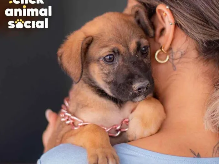 Cachorro ra a SRD (SEM RAÇA DEFINIDA) idade 2 a 6 meses nome PANDORA