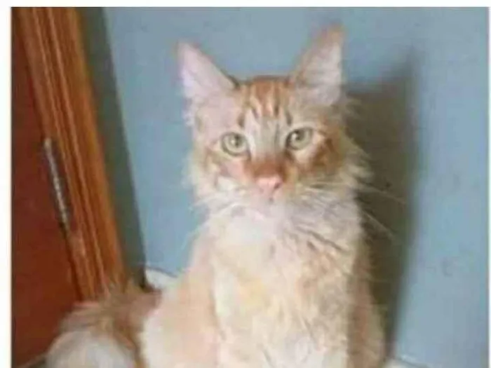Gato ra a srd bicolor idade 1 ano nome BEN