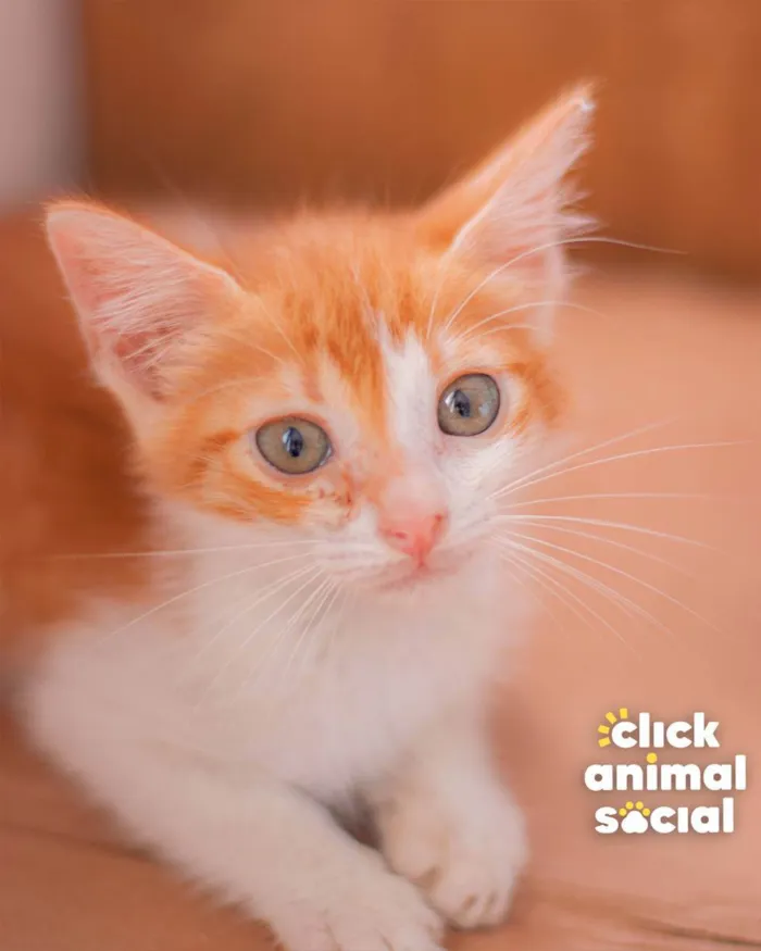 Gato raça SRD (SEM RAÇA DEFINIDA) idade Abaixo de 2 meses nome VINI