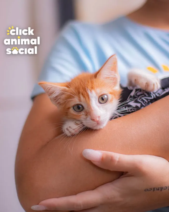 Gato raça SRD (SEM RAÇA DEFINIDA) idade Abaixo de 2 meses nome VINI